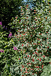 ��������� ��������� (Lonicera tatarica)