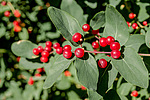 ��������� ��������� (Lonicera tatarica)