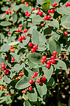 ��������� ��������� (Lonicera tatarica)