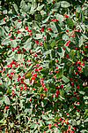 ��������� ��������� (Lonicera tatarica)