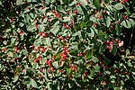 ��������� ��������� (Lonicera tatarica)