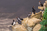 ���������� (Cyclorrhynchus psittacula)