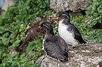���������� (Cyclorrhynchus psittacula)