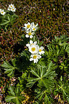 �������� ����������������� (Anemonastrum narcissiflorum) ������ ������, ������