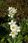 �������� ����������������� (Anemonastrum narcissiflorum) ������ ������, ������