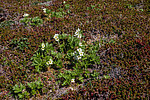 �������� ����������������� (Anemonastrum narcissiflorum) ������ ������, ������
