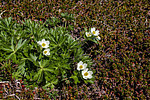 �������� ����������������� (Anemonastrum narcissiflorum) ������ ������, ������