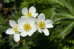 �������� ����������������� (Anemonastrum narcissiflorum) ������ ������, ������