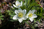 �������� ����������������� (Anemonastrum narcissiflorum) ������ ������, ������