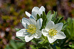 �������� ����������������� (Anemonastrum narcissiflorum) ������ ������, ������