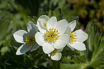 �������� ����������������� (Anemonastrum narcissiflorum) ������ ������, ������