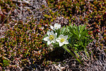 �������� ����������������� (Anemonastrum narcissiflorum) ������ ������, ������