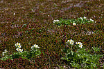 �������� ����������������� (Anemonastrum narcissiflorum) ������ ������, ������