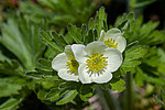 �������� ����������������� (Anemonastrum narcissiflorum) ������ ������, ������