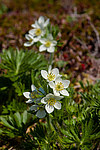 �������� ����������������� (Anemonastrum narcissiflorum) ������ ������, ������