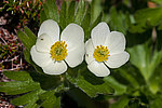 �������� ����������������� (Anemonastrum narcissiflorum) ������ ������, ������