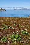 �������� ����������������� (Anemonastrum narcissiflorum) ������ ������, ������