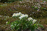 �������� ����������������� (Anemonastrum narcissiflorum) ������ ������, ������