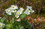 �������� ����������������� (Anemonastrum narcissiflorum) ������ ������, ������