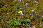�������� ����������������� (Anemonastrum narcissiflorum) ������ ������, ������