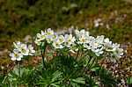 �������� ����������������� (Anemonastrum narcissiflorum) ������ ������, ������