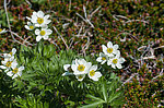 �������� ����������������� (Anemonastrum narcissiflorum) ������ ������, ������