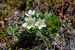 �������� ����������������� (Anemonastrum narcissiflorum) ������ ������, ������