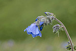 ������ �������������� (Polemonium acutiflorum) ������ ������, ������, ���