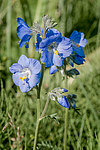 ������ �������������� (Polemonium acutiflorum) ������ ������, ������, ���