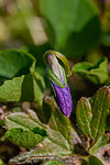 ������ ���������� (Viola langsdorfii)