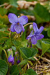������ ���������� (Viola langsdorfii)
