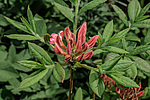 ������ ��������������� (Rhododendron � mollis = Rhododendron x kosterianum = Rhododendron x kosteranum) ���� �������