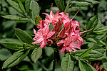 ������ ��������������� (Rhododendron � mollis = Rhododendron x kosterianum = Rhododendron x kosteranum) ���� �������