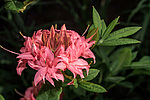 ������ ��������������� (Rhododendron � mollis = Rhododendron x kosterianum = Rhododendron x kosteranum) ���� �������