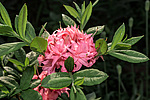 ������ ��������������� (Rhododendron � mollis = Rhododendron x kosterianum = Rhododendron x kosteranum) ���� �������