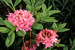 ������ ��������������� (Rhododendron � mollis = Rhododendron x kosterianum = Rhododendron x kosteranum) ���� �������