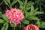 ������ ��������������� (Rhododendron � mollis = Rhododendron x kosterianum = Rhododendron x kosteranum) ���� �������