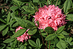 ������ ��������������� (Rhododendron � mollis = Rhododendron x kosterianum = Rhododendron x kosteranum) ���� �������