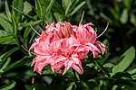 ������ ��������������� (Rhododendron � mollis = Rhododendron x kosterianum = Rhododendron x kosteranum) ���� �������