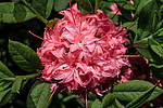 ������ ��������������� (Rhododendron � mollis = Rhododendron x kosterianum = Rhododendron x kosteranum) ���� �������
