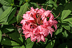 ������ ��������������� (Rhododendron � mollis = Rhododendron x kosterianum = Rhododendron x kosteranum) ���� �������