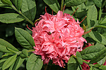 ������ ��������������� (Rhododendron � mollis = Rhododendron x kosterianum = Rhododendron x kosteranum) ���� �������