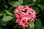 ������ ��������������� (Rhododendron � mollis = Rhododendron x kosterianum = Rhododendron x kosteranum) ���� �������