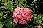 ������ ��������������� (Rhododendron � mollis = Rhododendron x kosterianum = Rhododendron x kosteranum) ���� �������