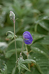 ����� ���������������� (Aconitum delphinifolium) ������ ������, ������