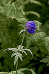 ����� ���������������� (Aconitum delphinifolium) ������ ������, ������