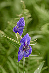 ����� ���������������� (Aconitum delphinifolium) ������ ������, ������