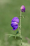 ����� ���������������� (Aconitum delphinifolium) ������ ������, ������