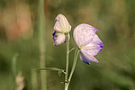 ����� ���������������� (Aconitum delphinifolium) ������ ������, ������