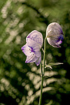 ����� ���������������� (Aconitum delphinifolium) ������ ������, ������